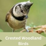 crested woodland bird nyt