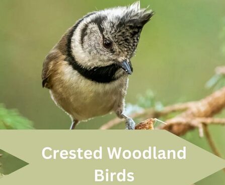 crested woodland bird nyt