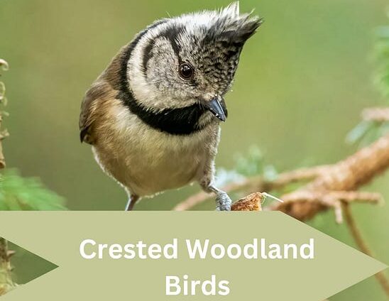 crested woodland bird nyt