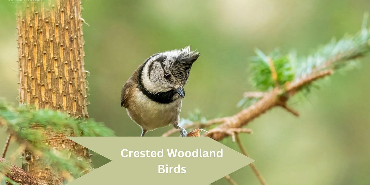 crested woodland bird nyt